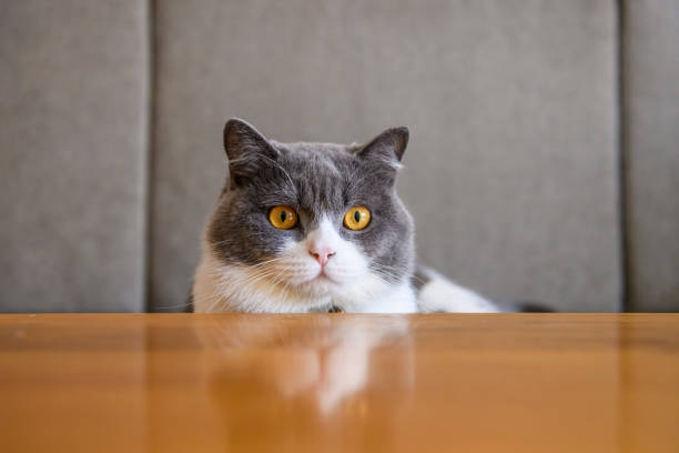 istock British shorthair cat head closeup 1197615579