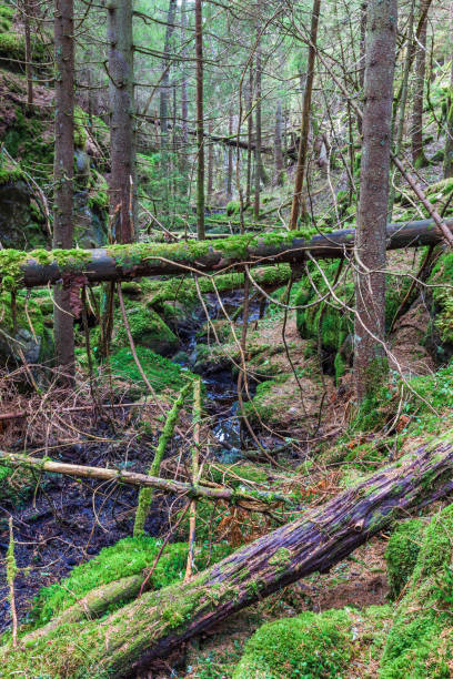 cañón con árboles caídos en un viejo bosque de crecimiento - 24187 fotografías e imágenes de stock
