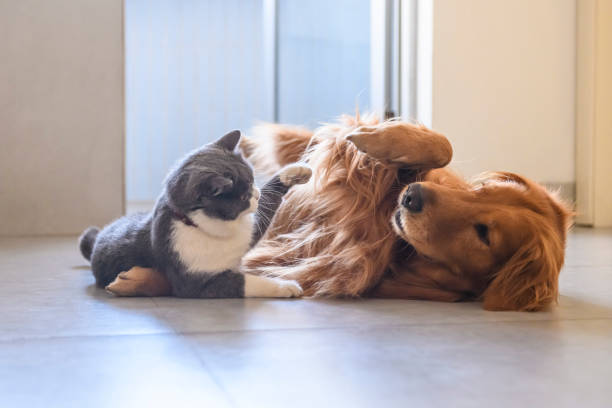 istock British shorthair and golden retriever playing 1197619447