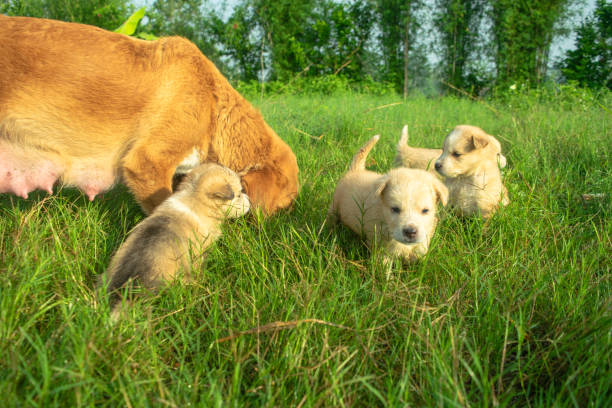 pups and theirs mothers stock photo