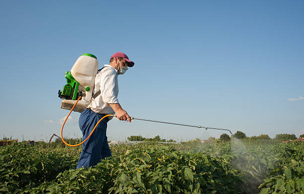 istock Pest control staff is spraying pesticide on plants 119762027