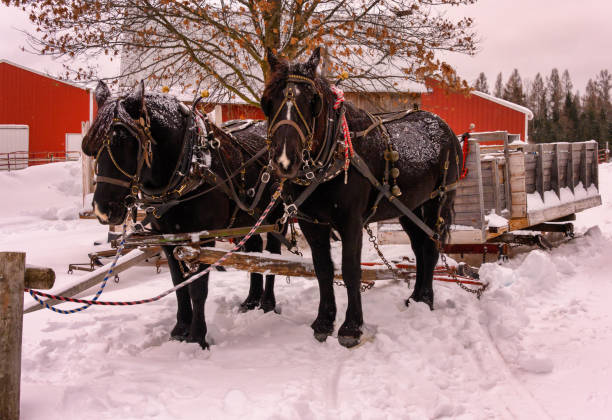 istock On the farm Sleigh ride in the snow 1197620801