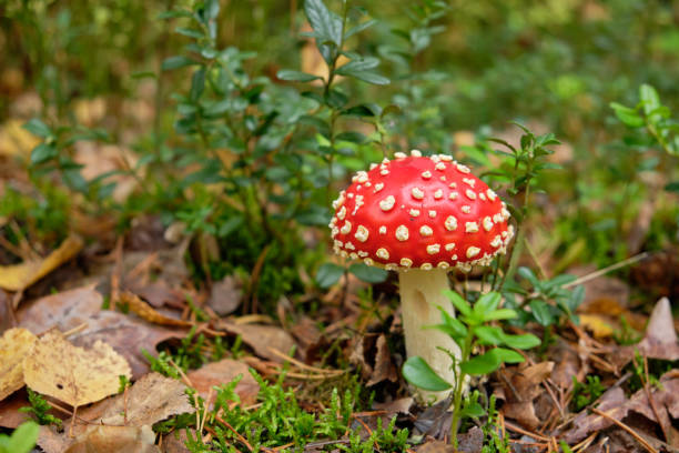 istock Beautifull little red fly agaric mushroom standing in forest 1197622066