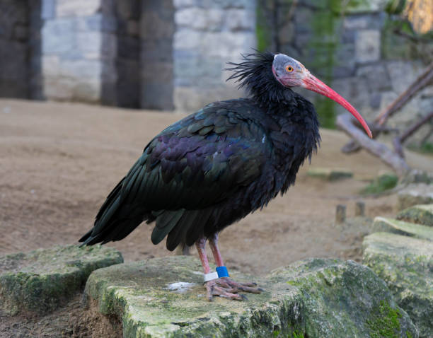 istock Waldrapp, Northern Bald Ibis, Geronticus eremita in the zoo. 1197622262