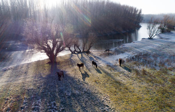 aerial image of horses beside river on winter morning - serbia horse nature landscape imagens e fotografias de stock