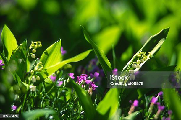 Lily Valley - zdjęcia stockowe i więcej obrazów Bez ludzi - Bez ludzi, Biały, Bliskie zbliżenie