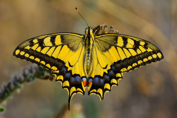 istock Beautiful butterfly sitting on flower 1197626746