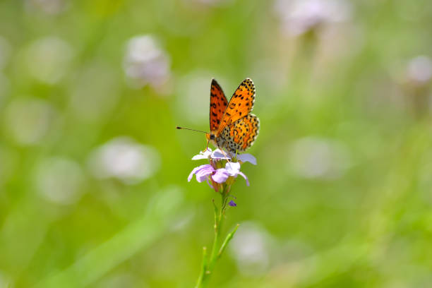 istock Beautiful butterfly sitting on flower 1197629404