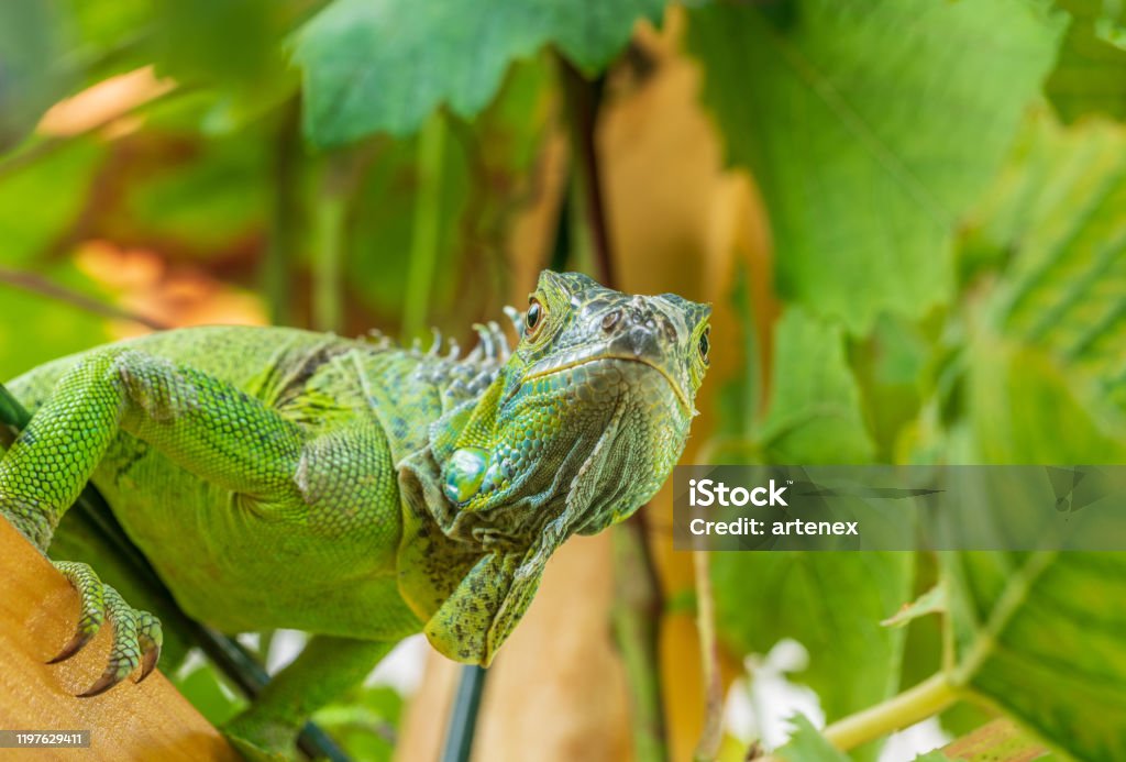 Green iguana resting on a branch, takes a sun bath and eats a grape. Iguana Stock Photo