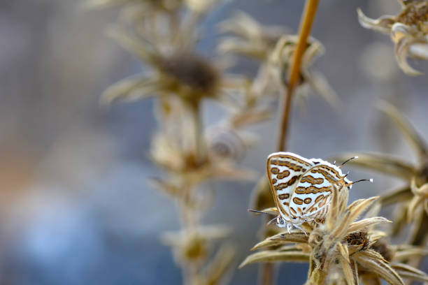 istock Beautiful butterfly sitting on flower 1197629429