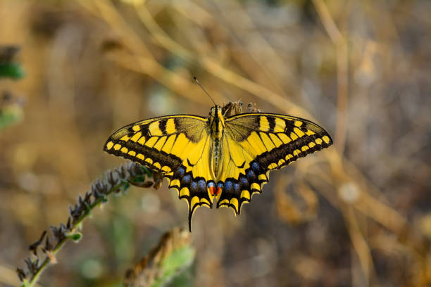 istock Beautiful butterfly sitting on flower 1197629545