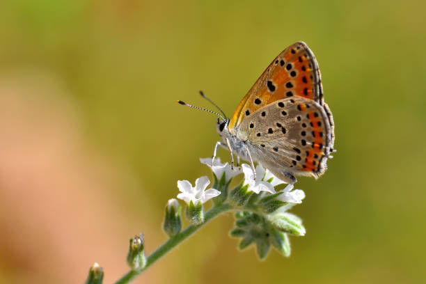istock Beautiful butterfly sitting on flower 1197631187