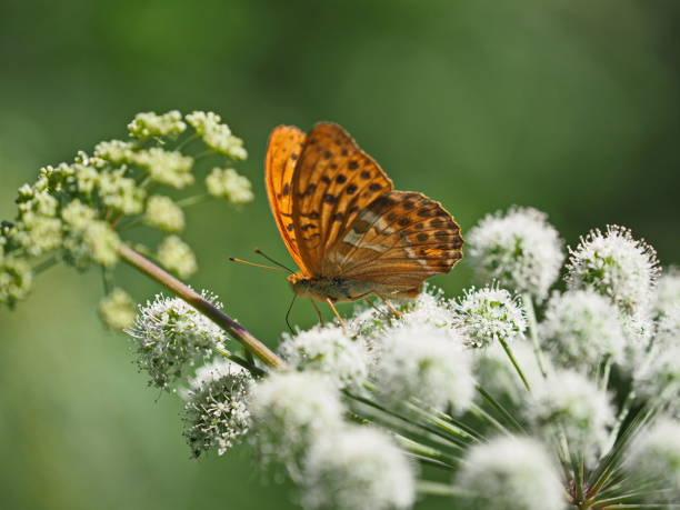 istock orange brown butterfly on bear claw 1197633426