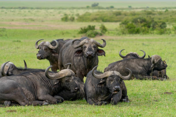istock Wild Buffalo Buffalo grasing in Masai Mara 1197633448