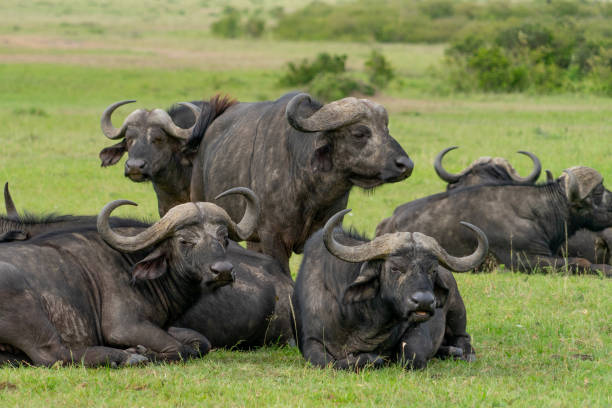istock Wild Buffalo Buffalo grasing in Masai Mara 1197633523