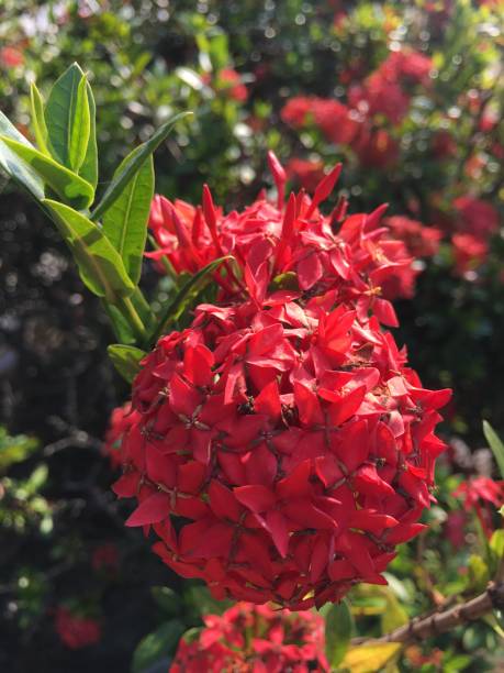 istock Red Ixora flowers beside the fence 1197633624