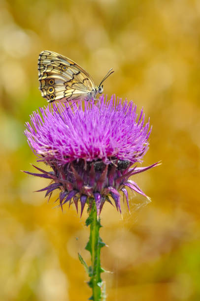 istock Beautiful butterfly sitting on flower 1197633627