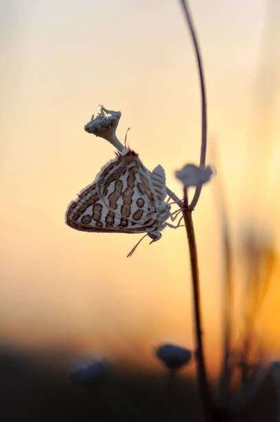 istock Beautiful butterfly sitting on flower 1197636910
