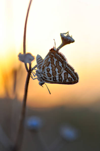 istock Beautiful butterfly sitting on flower 1197637523