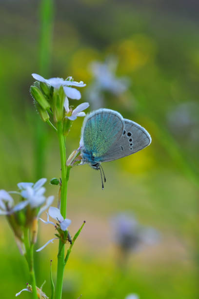 istock Beautiful butterfly sitting on flower 1197637584