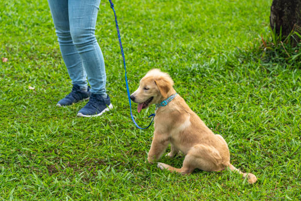 Little golden retriever puppy wearing dog leash sitting on grass stock photo