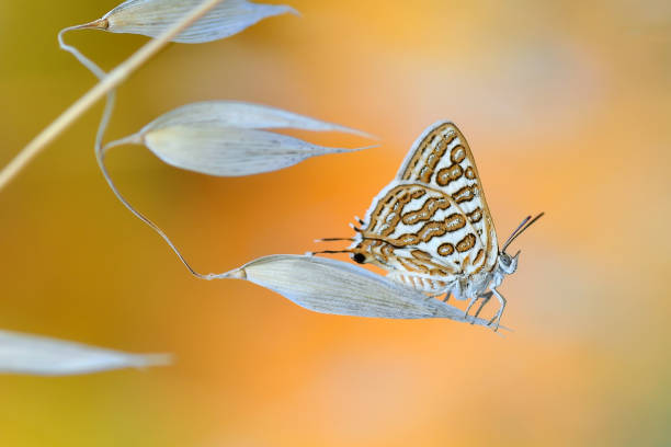 istock Beautiful butterfly sitting on flower 1197637683