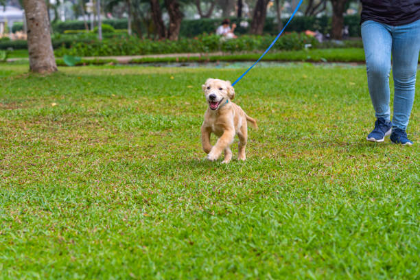 Cute golden puppy wearing dog leash walking in the park stock photo