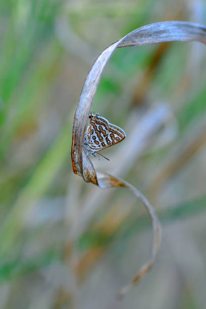 istock Beautiful butterfly sitting on flower 1197639003