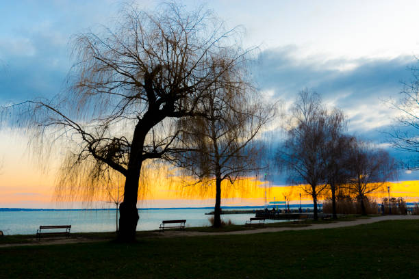 istock Willow trees at the beach of Balaton 1197640165