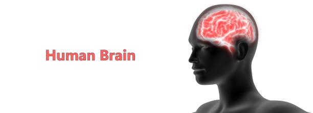 istock Central Organ of Human Nervous System Brain Anatomy 1197640197