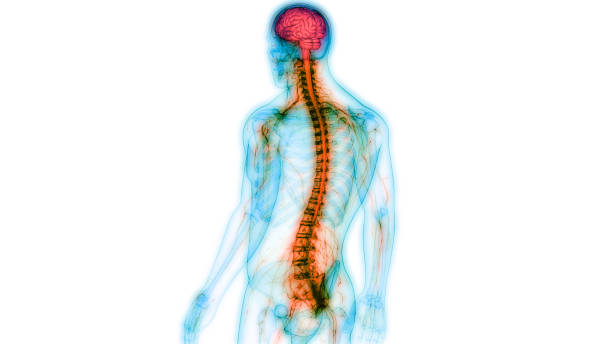 centralny narząd ludzkiego układu nerwowego anatomia mózgu - paralysis human spine x ray image human bone zdjęcia i obrazy z banku zdjęć