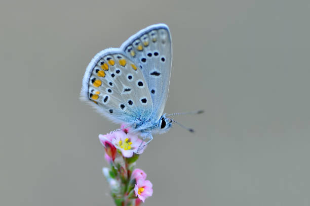 istock Beautiful butterfly sitting on flower 1197640252