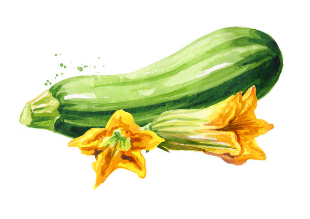 ilustraciones, imágenes clip art, dibujos animados e iconos de stock de verdura y flor de calabacín. ilustración de acuarela dibujada a mano, aislada sobre fondo blanco - zucchini vegetable squash marrow squash