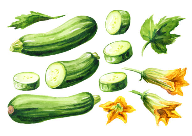 ilustrações de stock, clip art, desenhos animados e ícones de green whole and cut zucchini vegetables with leaf and flower set. hand drawn watercolor illustration, isolated on white background - zucchini