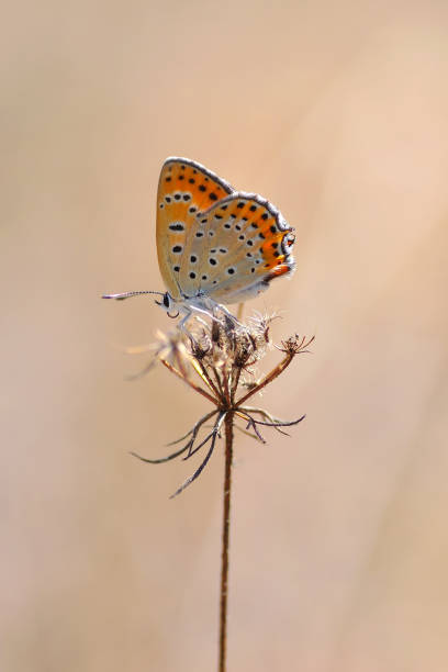 istock Beautiful butterfly sitting on flower 1197640490