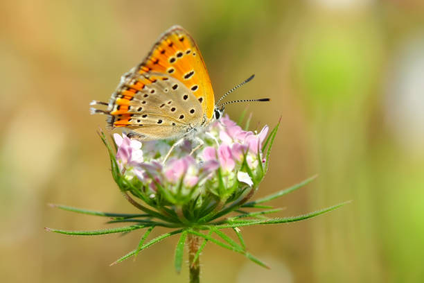 istock Beautiful butterfly sitting on flower 1197641197