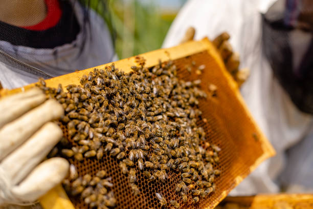 istock honeycomb with lot of bees 1197641505