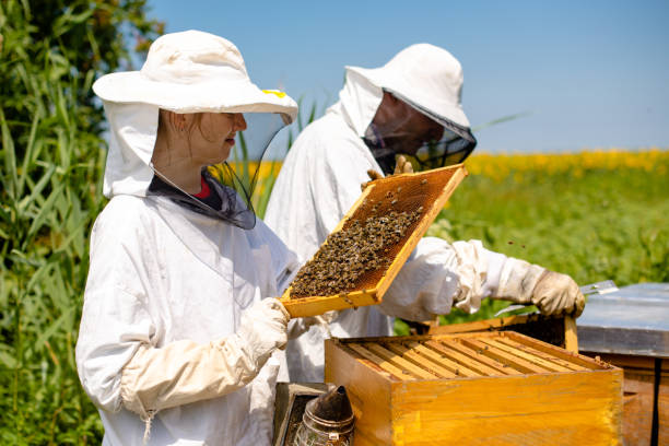 istock Beekeepers on a sunflower field 1197641516