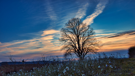 Mirabel-aux-Baronnies, France - December 01, 2020 - View of a winter tree under the sunset in the middle of the Provence vineyards. In the foreground, a leafless tree surrounded by vines and surrounded by white flowers is visible. In the background, the mountains of Provence, including Mont Ventoux, are visible under a blue sky with clouds and the sunset.