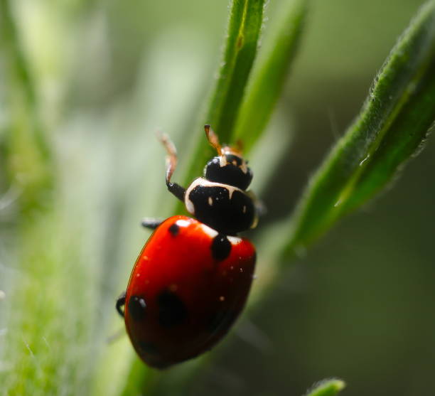 istock lady Bug on a green Plant 1197644483