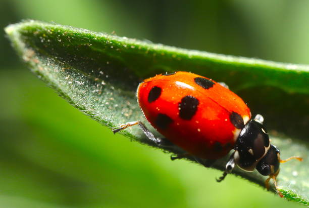 istock lady Bug on a green Plant 1197644569
