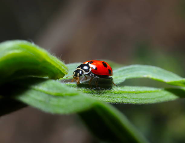 istock lady Bug on a green Plant 1197644594
