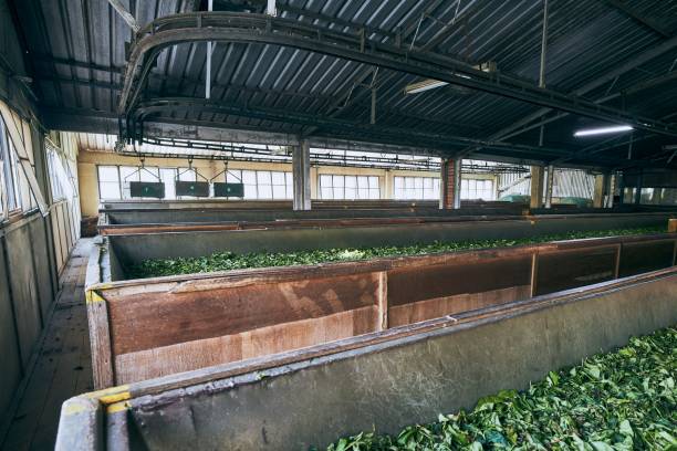 istock Production in tea factory 1197644731