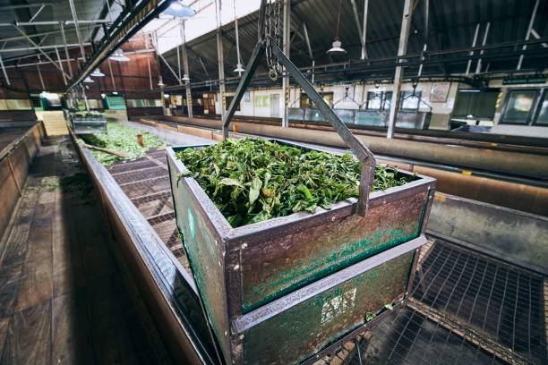 Production in tea factory