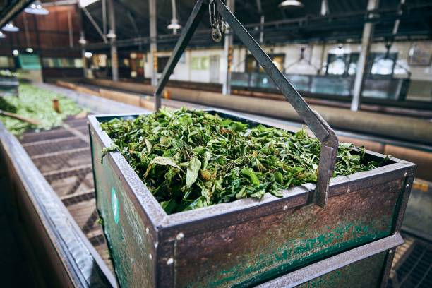 istock Production in tea factory 1197644772