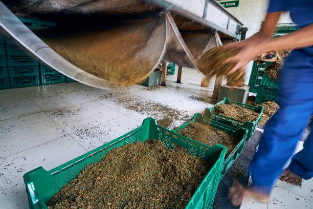 produktion in teefabrik - ceylon tea stock-fotos und bilder