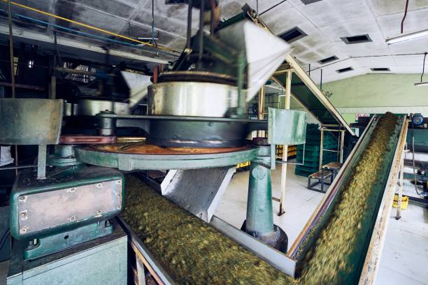 istock Production in tea factory 1197644846