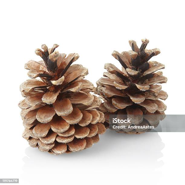 Pine Cones - Fotografias de stock e mais imagens de Pinha - Pinha, Abeto, Bola de Árvore de Natal