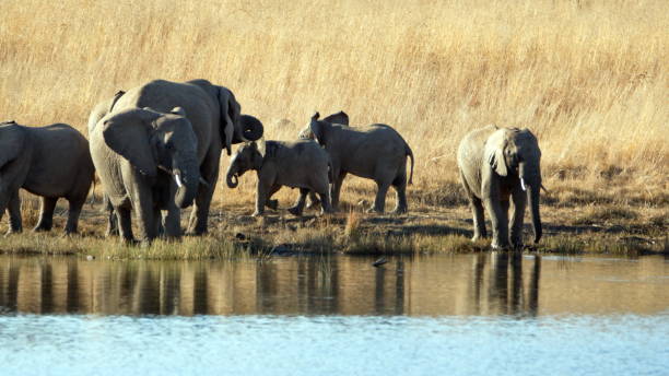istock Family of elephants drinking from a dam 1197647476