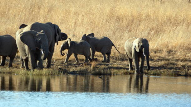 istock Family of elephants drinking from a dam 1197648428